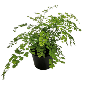 180mm Maidenhair Fern - Adiantum fragrans