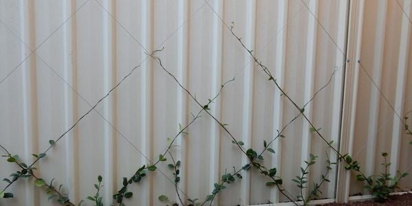Colourbond fence dressed up with climbing plants.