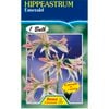 Hippeastrum Emerald Bulb