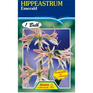 Hippeastrum Emerald Bulb