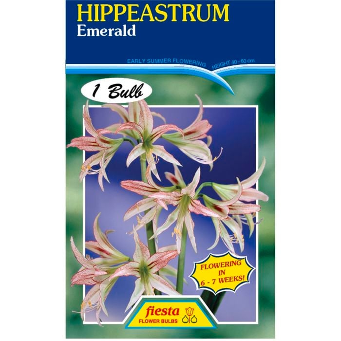 Hippeastrum Emerald Bulb