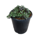1.9L Sedum Purple Blob - Sedum spurium