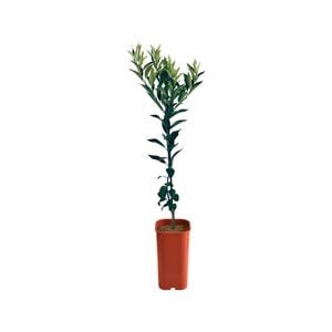 4L Mandarin Emperor Dwarf Grafted - Citrus reticulata