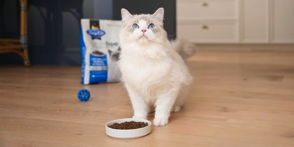 Picture of a cat looking towards the camera for shot