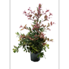 140mm Crimson Lights - Syzygium australe