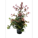 140mm Crimson Lights - Syzygium australe