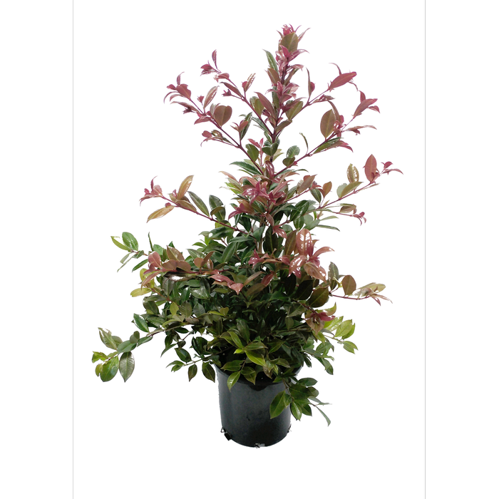 140mm Crimson Lights - Syzygium australe