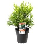 200mm Wilderness White Bottlebrush - Callistemon viminalis