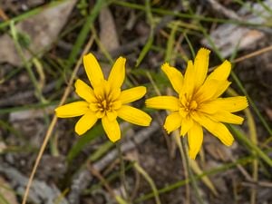 Yam daisy plants with yellow flowers