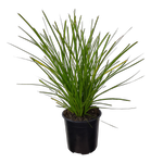 1L Lomandra Lime Tuff - Lomandra longifolia Spp