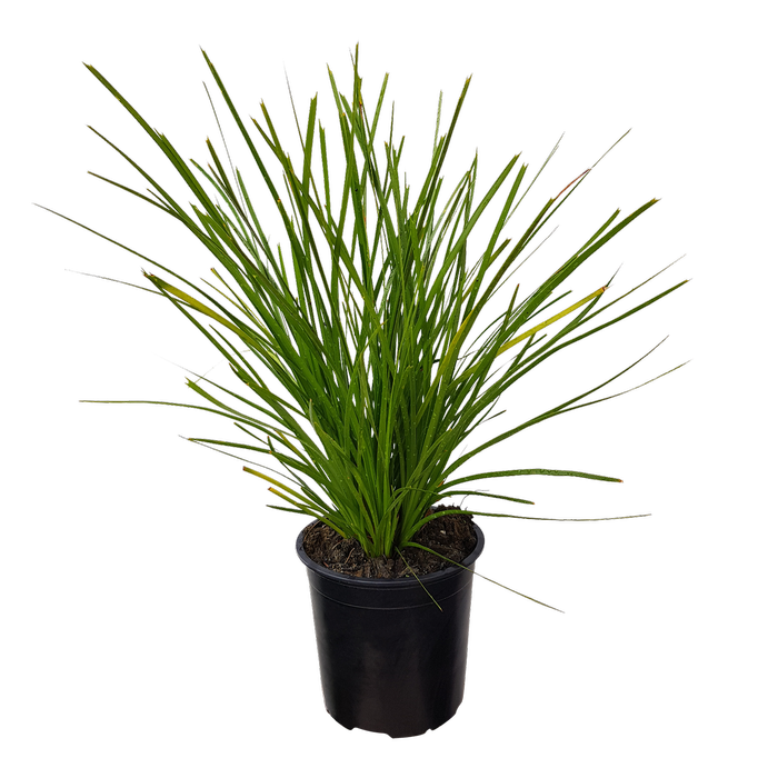 1L Lomandra Lime Tuff - Lomandra longifolia Spp