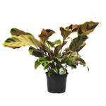 140mm Prayer Plant - Calathea Fusion Yellow