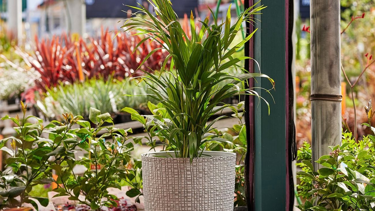 Textured plastic pot outside on deck.
