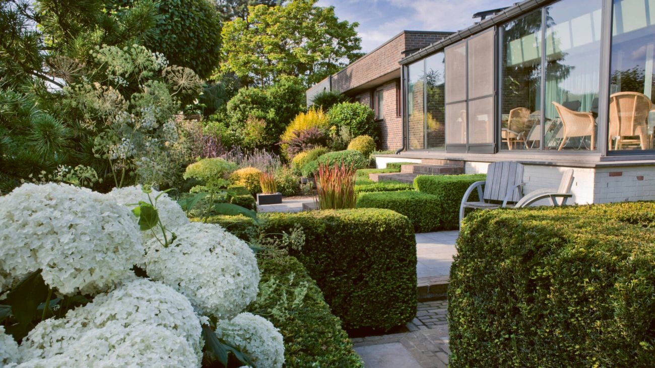 A landscaped garden featuring white hydrangeas, manicured hedges and plants with a modern brick and glass building in the background