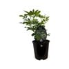 1.9L Mexican Orange Blossom - Choisya ternata