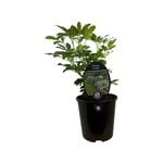 1.9L Mexican Orange Blossom - Choisya ternata