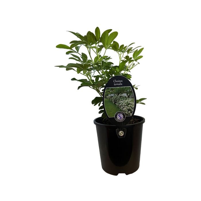 1.9L Mexican Orange Blossom - Choisya ternata