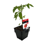 100mm Tomato Grosse Lisse - Lycopersicum esculentum