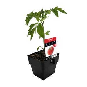 100mm Tomato Grosse Lisse - Lycopersicum esculentum