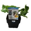 100mm Pumpkin Queensland Blue - Cucurbita maxima