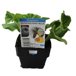 100mm Pumpkin Queensland Blue - Cucurbita maxima