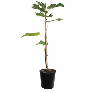 4.7L Fig Tree