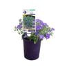 140mm Convolvulus Rippled Moon Purple - Convolvulus hybrid ‘IB810-3’