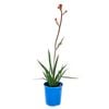 140mm Kangaroo Paw  'Kings Park Federation Flame' - Anigozanthos hybrid