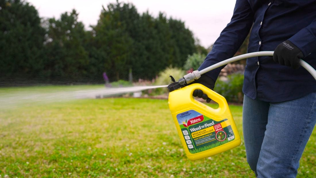Person spraying Yates weed n feed on the lawn with a connected garden hose