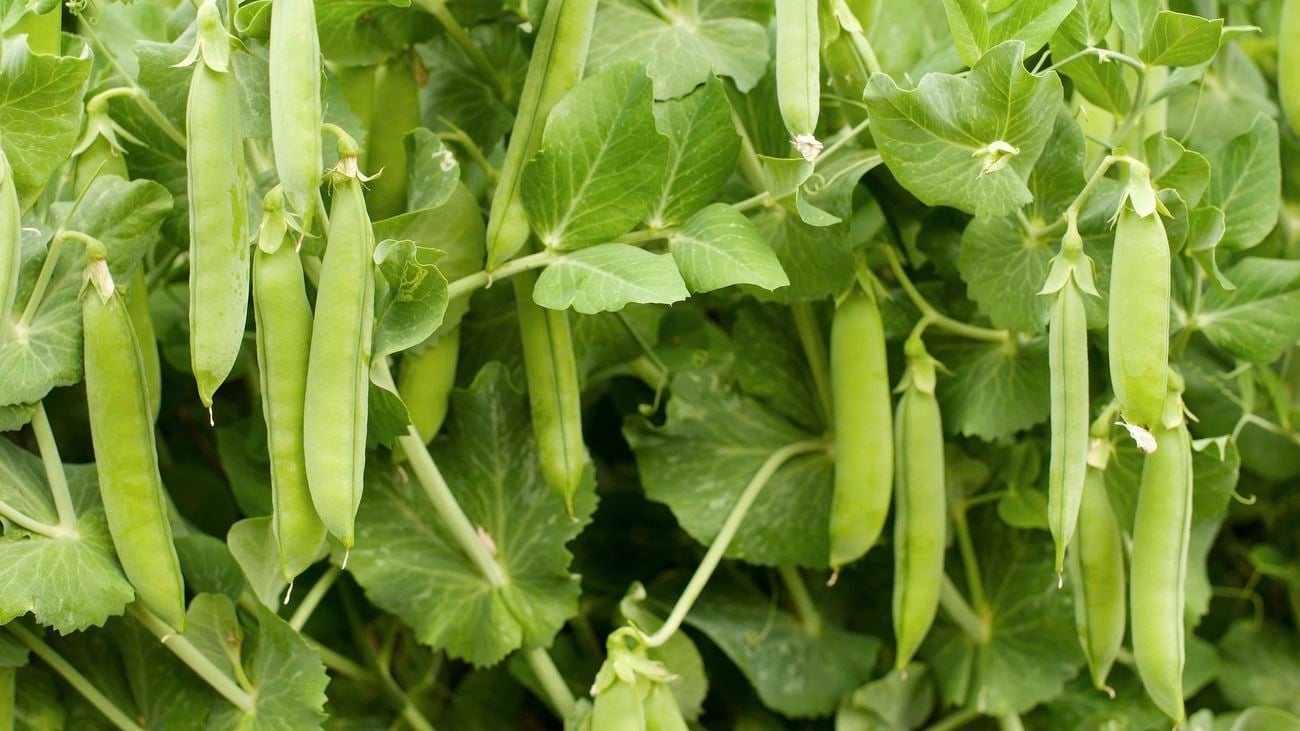 Green peas growing on a vine