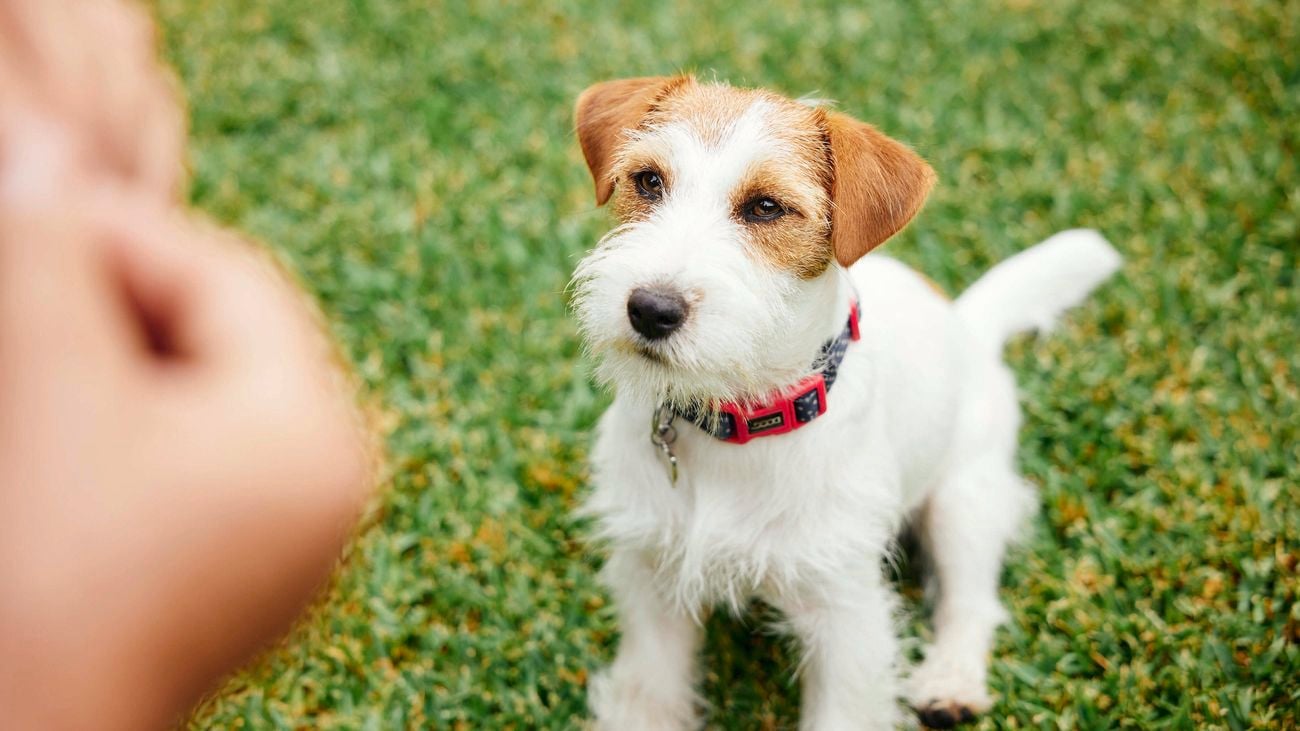 Puppy sitting on the grass.
