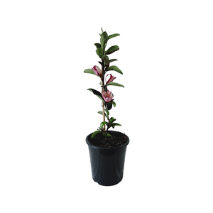 180mm Magnolia Cleopatra - Magnolia laevifolia
