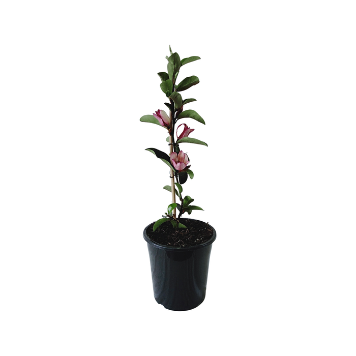 180mm Magnolia Cleopatra - Magnolia laevifolia