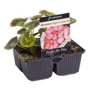 4 Cell Geranium Vogue Coconut - Pelargonium x hortorum
