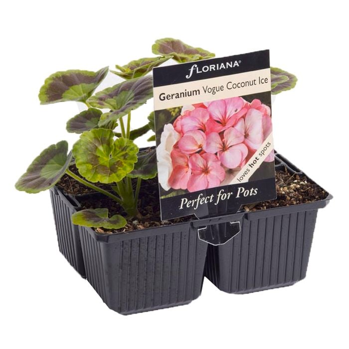 4 Cell Geranium Vogue Coconut - Pelargonium x hortorum