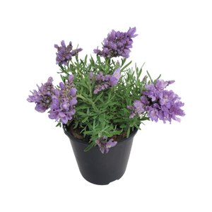 1.9L Lavender Lavish Blue - Lavandula Lavish Blue