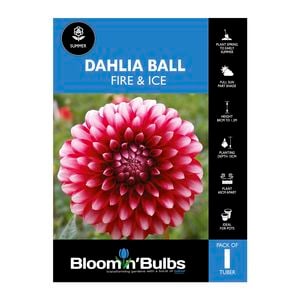 Bloomin Bulbs Dahlia Fire and Ice 1 Pack