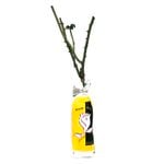 Bagged Bare Root Bush Rose - Rosa
