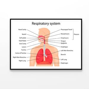 Human Respiratory System  Print 100% Australian Made 90x60cm  (Poster)
