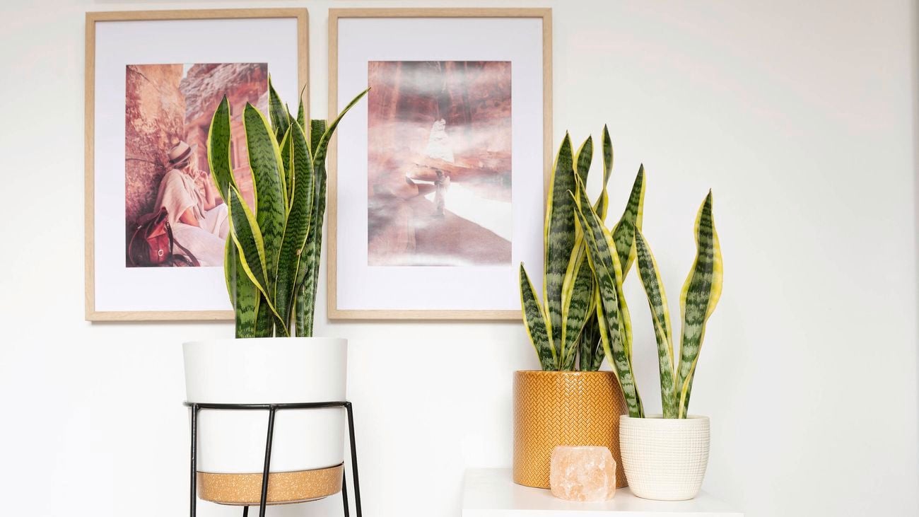 Three snake plants in modern pots.