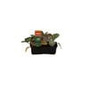 Punnet Cabbage Mini Leprechaun - Grow Your Own Range