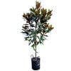 25L Laurel Magnolia -  Magnolia grandiflora Blanchard