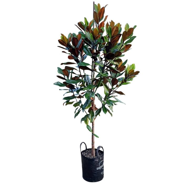 25L Laurel Magnolia -  Magnolia grandiflora Blanchard