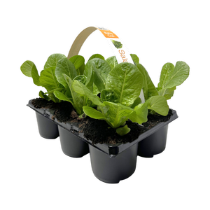 Salanova® Lettuce - Baby Cos - 6 Pack