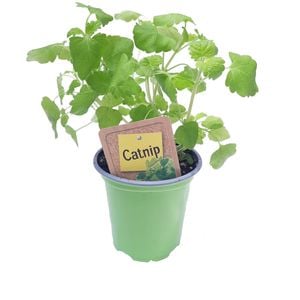 90mm Nudo Herbs Catnip - Nepeta cataria 
