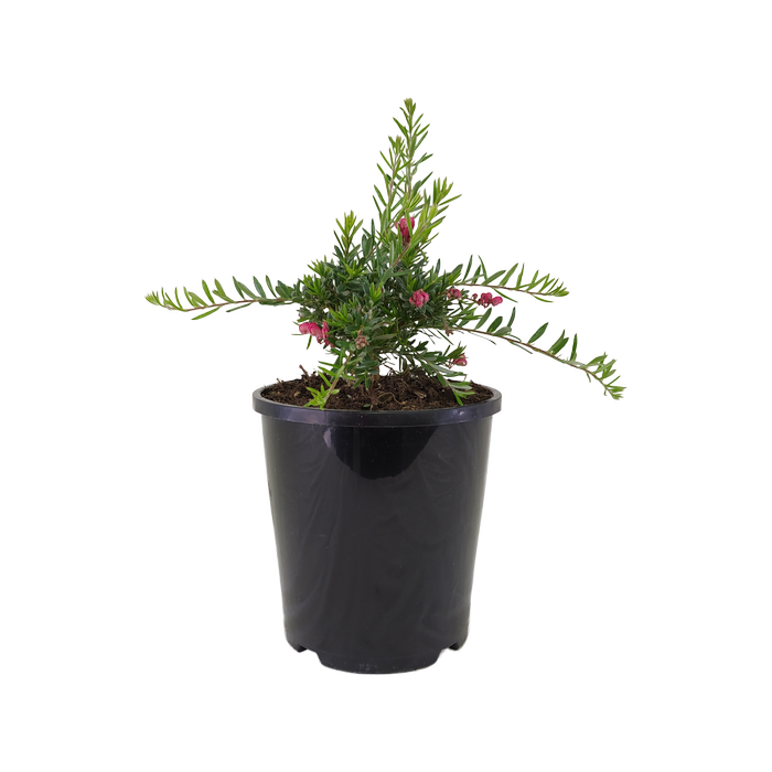 140mm Raspberry Ripple - Grevillea hybrid - Bunnings Australia