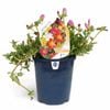 150mm Garden Jewels Range Portulaca Assorted - Portulaca grandiflora