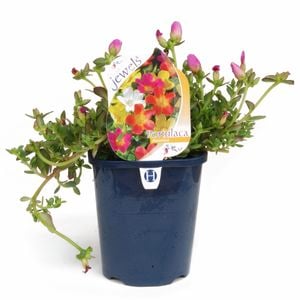 150mm Garden Jewels Range Portulaca Assorted - Portulaca grandiflora