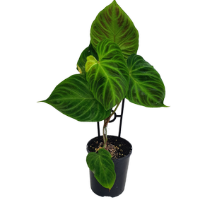 180mm Ecuador Philodendron - Philodendron verrucosum