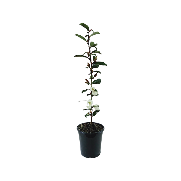 180mm Magnolia Cinderella - Magnolia laevifolia